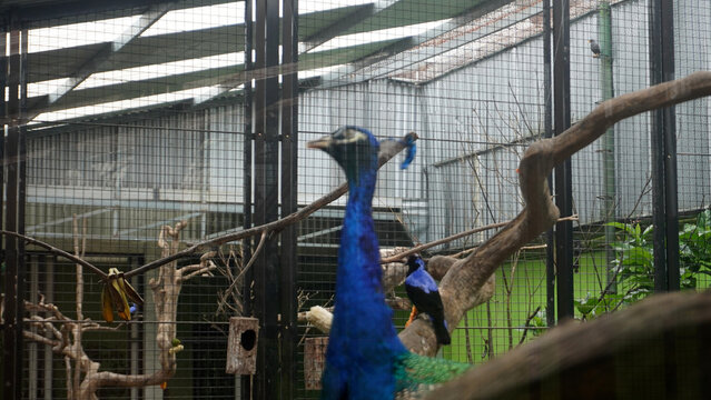 A peacock stretching its vivid blue neck upward while perched on a branch inside an aviary.