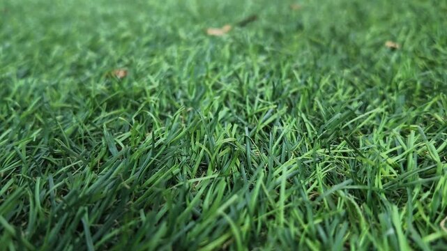 4K Green Grass Nature Background.Lush lawn texture with copy space, perfect for Sustainability and environmental concepts.