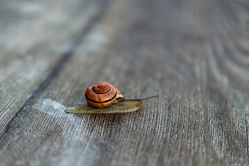 Close Up of Garden Snail Crawling © Ирина Санжаровская