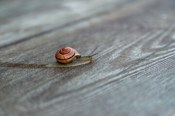 Brown Snail on Wooden Table with Copy Space © Ирина Санжаровская