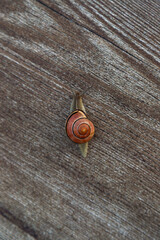 Macro View of Small Snail on Wood © Ирина Санжаровская