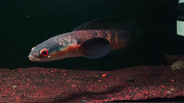 exotic channa snakehead fish swimming in aquarium