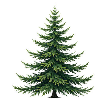 A detailed illustration of a lush green evergreen pine tree isolated on transparent background
