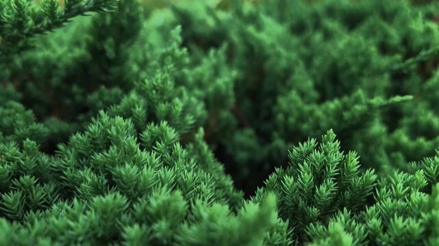 4K Slow Motion Green Pine Leaves Background.Fresh nature texture with copy space, perfect for sustainability concepts.