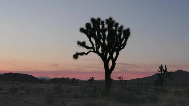 a dusk zoom in clip of a joshua tree growing at joshua tree national park in california, usa