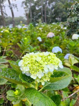 Close-up of a blooming white hydrangea flower in a garden.