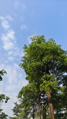 Fototapeta premium Lush Green Tree Against a Bright Blue Sky with White Clouds.