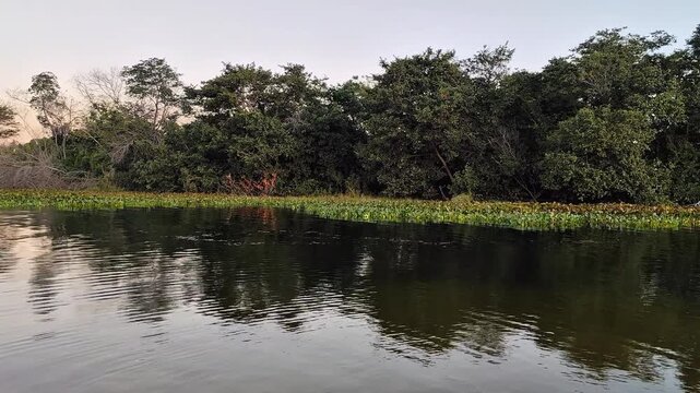 Cruising Past Wild River Vegetation at Sunset