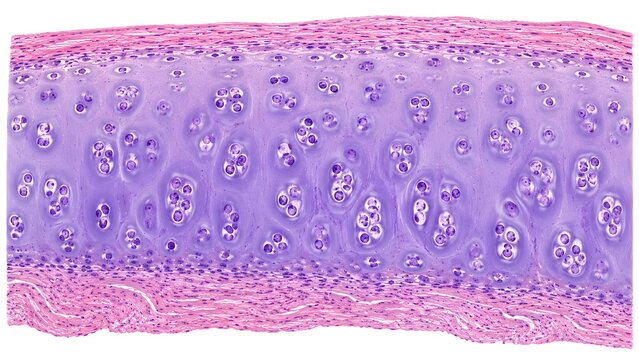Hyaline Cartilage Histology H&E Stained Human Cartilage Tissue High Magnification