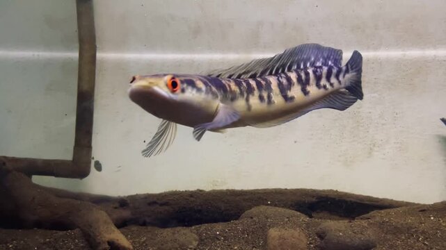 Channa maru snakehead fish swimming actively in a clean home aquarium setup