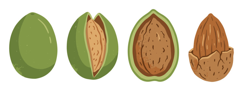 Set of almond nut stages from green drupe to shelled kernel on white background.