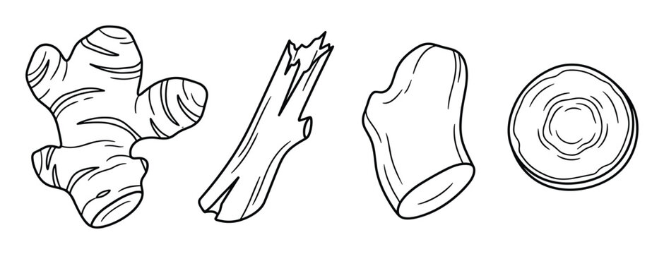Ginger root line art set with whole tuber, broken piece, and slice.