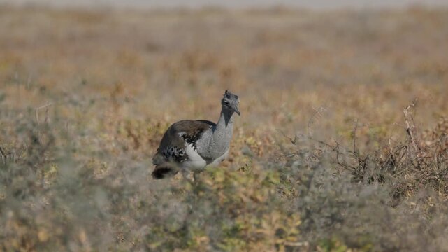 a tracking clip of a kori bustard approaching near chudop waterhole of etosha national park in namibia, africa