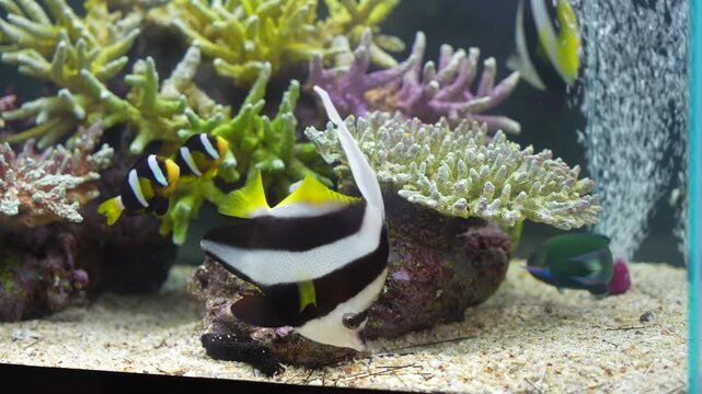 Longfin Bannerfish (Pennant coralfish) &mdash; a colorful tropical butterflyfish-like marine species with bold black, white, and yellow vertical stripes and elongated dorsal fin, photographed swimming over 