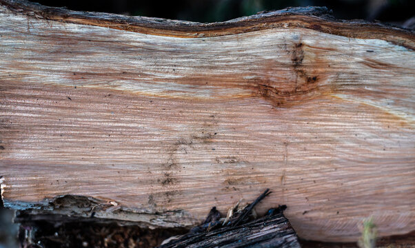 Split log revealing natural wood grain texture