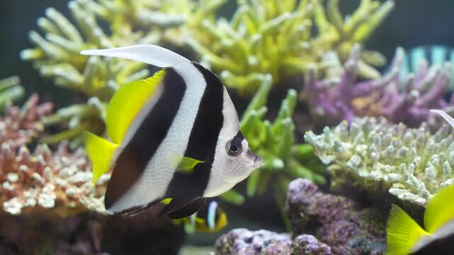 Longfin Bannerfish (Pennant coralfish) &mdash; a colorful tropical butterflyfish-like marine species with bold black, white, and yellow vertical stripes and elongated dorsal fin, photographed swimming over 
