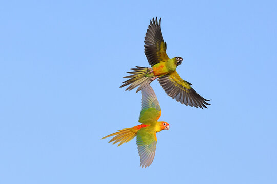 Beautiful parrots are flying in the sky. Free-flying bird