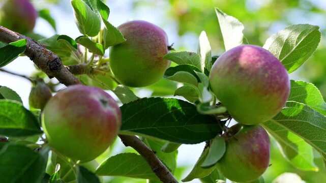 Close up of Ripening apples growing on a tree branch in a sunny time. Fresh fruit developing naturally during the growing season on a commercial apple farm.