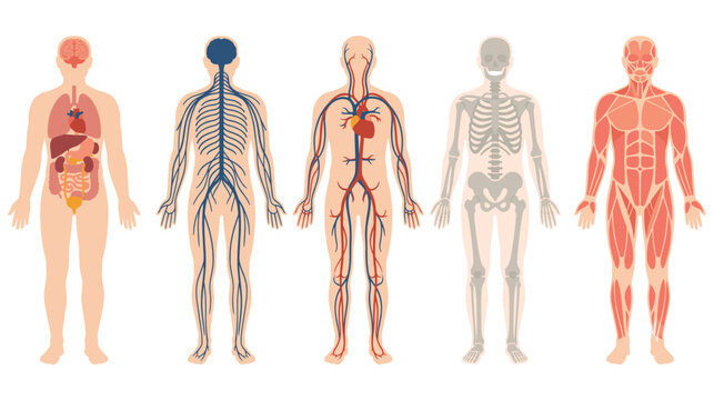 Human body systems skeletal circulatory nervous muscular digestive internal organs.