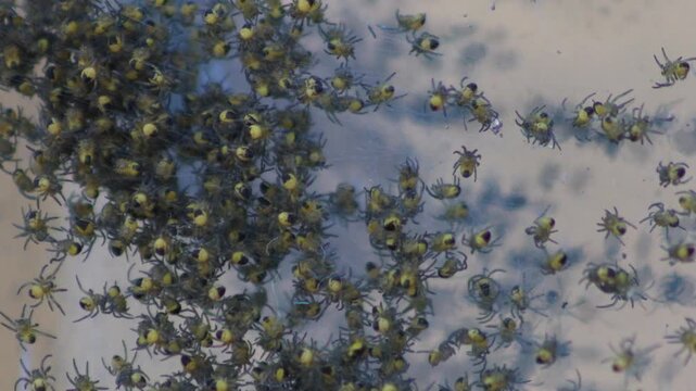 Yellow spiderlings gather across a glass door surface. Close-up nature footage useful for wildlife, insect, arachnid, and seasonal hatchling
