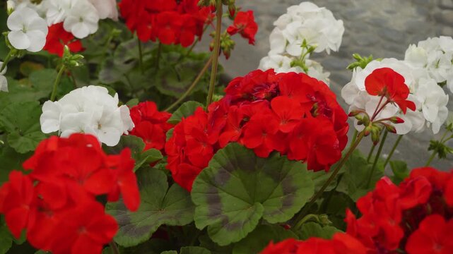 Red and white zonal geranium flowers. Camera slowly pans left to right.