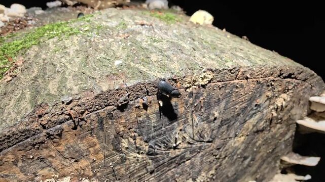 Lesser Stag Beetle Crawling On Mossy Tree Trunk, Dorcus Parallelipipedus In Natural Habitat, Close Up Shot