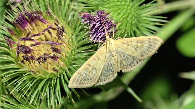 Small Moth Resting On Burdock Plant, Macro View Of Insect On Spiky Seed Head In Nature, Close Up Shot