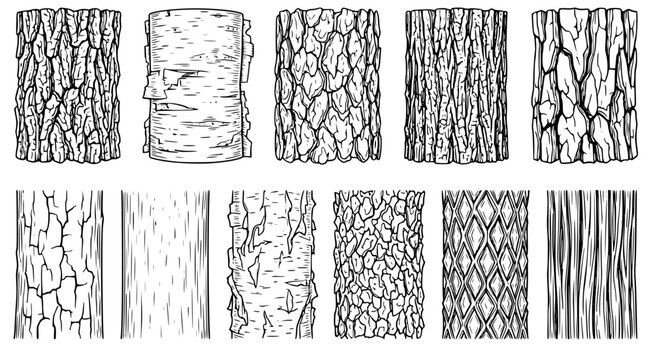 Collection of various tree bark textures and wood patterns for natural background design or rustic themed graphic illustration and artistic projects