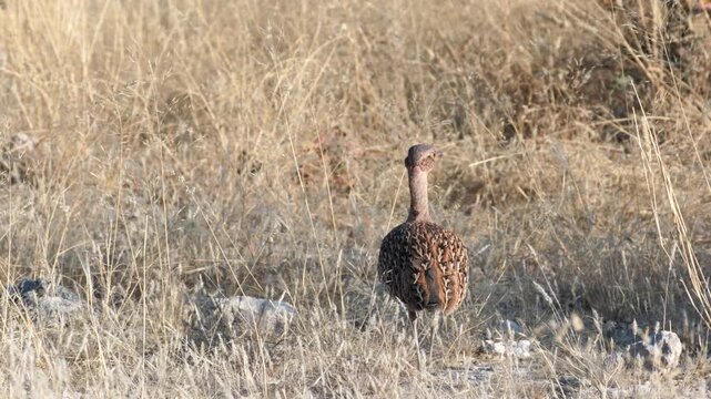 a rear view tracking shot of an orange river francolin at etosha national park in namibia, africa