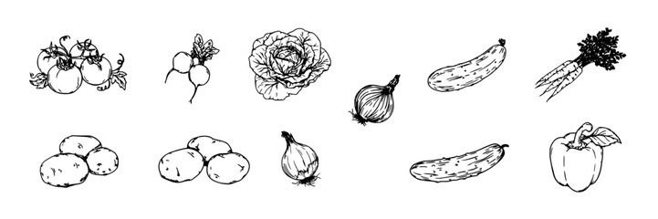 Obraz premium Vegetables Illustrated in Detailed Black-and-White Line Drawings Featuring Various Types Featuring Illustration, Carrots
