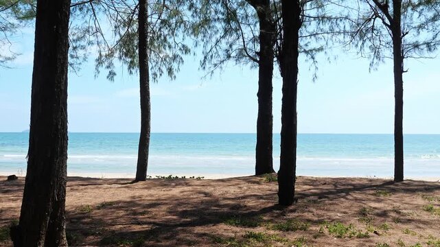 Pine trees Casuarina equisetifolia casting long shadows on sandy shore, turquoise ocean waves under blue sky, tropical vacation background, slow motion