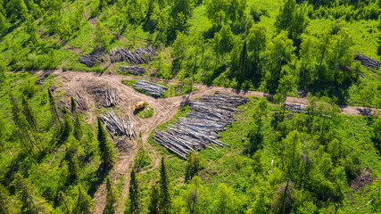 Southern Urals, tree trunks in a logging area. Aerial view. © Eugene R.
