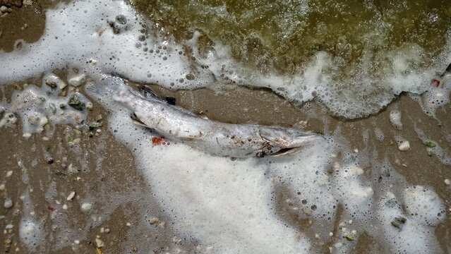 A seashore with dead fish washed up on the sand, lapped by foamy water.