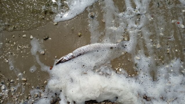 A seashore with dead fish washed up on the sand, lapped by foamy water.