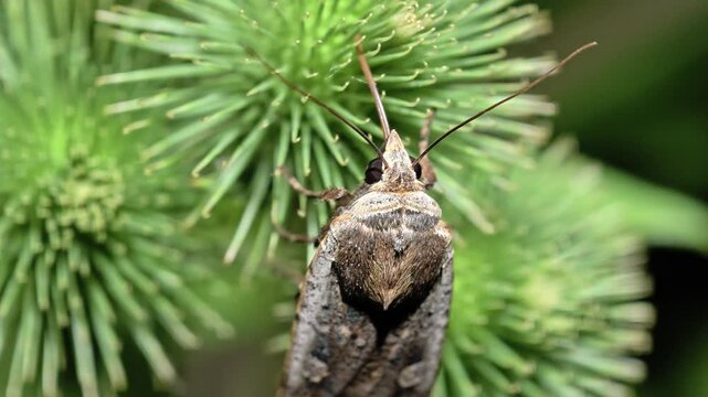 Large Yellow Underwing Moth Resting On Green Spiky Plant, Noctua Pronuba Insect In Nature, Macro Shot