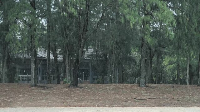 Heavy tropical rain falling through dense green trees, wooden cabin in background during monsoon season, nature atmosphere for travel or weather documentary, slow motion