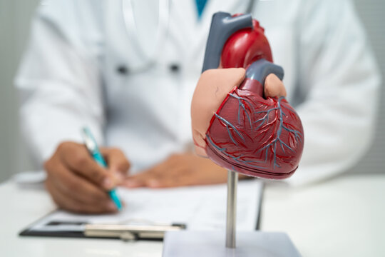 Cardiovascular disease CVD, doctor with heart human model anatomy for treatment patient in hospital.