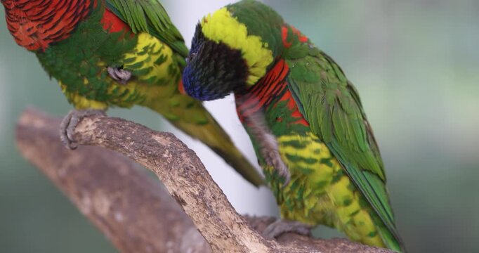 Rainbow lorikeet lifts foot to scratch its head while perched beside another colorful bird at Jeju Flower Bird Park
