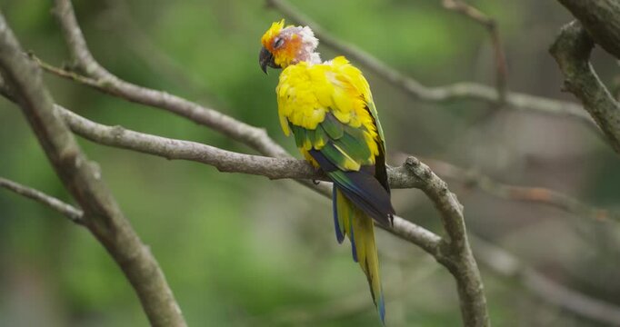 Colorful sun conure parrot rests on tree branch showing bright yellow feathers at Jeju Flower Bird Park