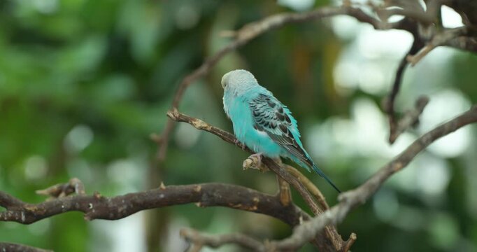 Small blue budgerigar with scalloped wings perches quietly on slender branch at Jeju Flower Bird Park in Korea