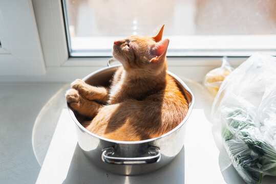 A cat sits curled up inside a stainless steel pot on a windowsill. Sunlight streams in, highlighting the kitchen setting with some vegetables placed next to the pot