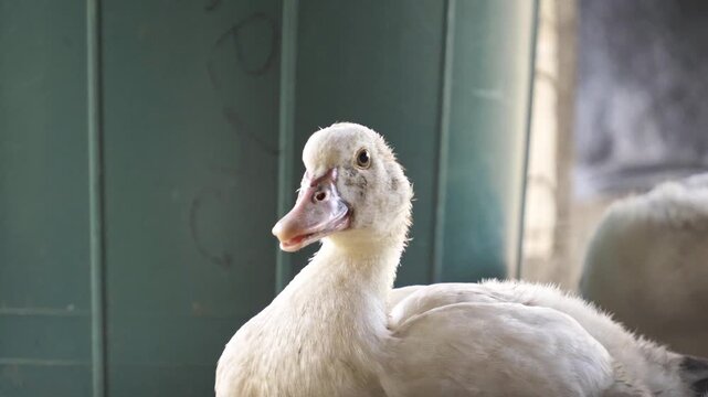 a calm adult duck in the shade