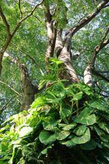 Fototapeta premium Lush green pothos ivy climbing up a large tropical tree trunk in a sunlit forest canopy