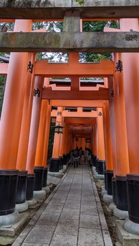 日本の秋を彩る光り輝く紅葉と素敵な青空