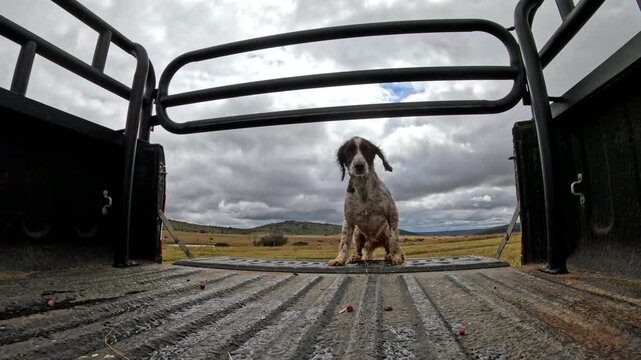 Energetic spaniel dog jumping onto pickup truck bed after farm work