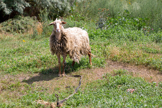 A tethered domestic sheep looks into the camera.