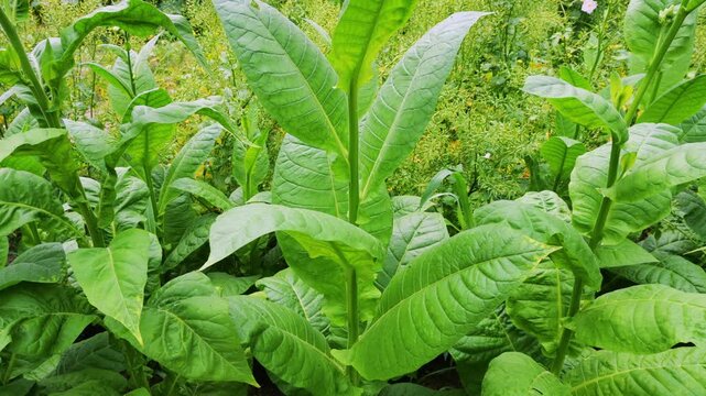 Green tobacco plants grow in a dense field under daylight. Large broad leaves sway with small pink flowers at the top, showcasing lush agriculture and the close-up texture of Nicotiana tabacum.
