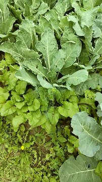 Lush green vegetable garden with collard greens and leafy plants thriving in rich soil