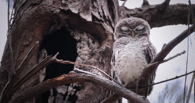 Spotted Owlet (Athene brama) perched on dry tree branch next to nesting hollow in forest during daytime. Medium shot of bird looking at camera with tree bark background. Slow motion.
