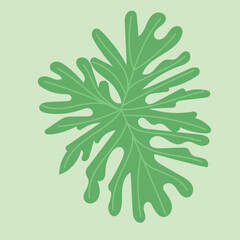 Tropical split leaf philodendron vector illustration. Flat cartoon exotic jungle foliage, green botanical plant isolated design element © clelia-clelia